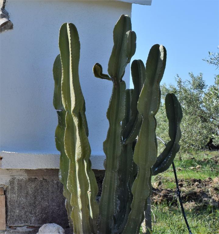 Penzion La Ginestra Orosei Exteriér fotografie